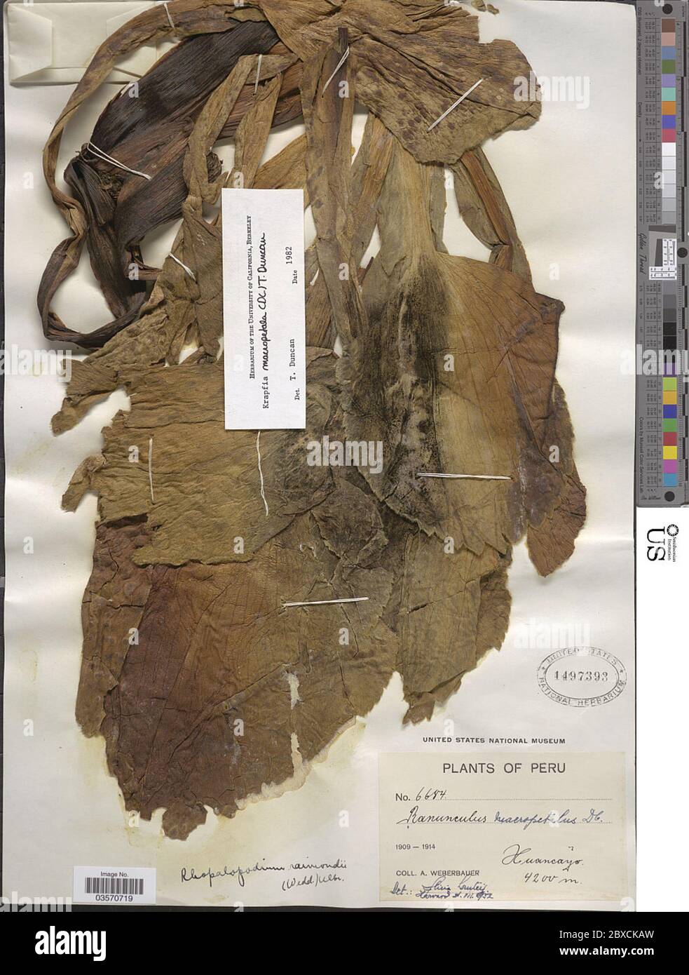 Krapfia macropetala DC Tamura Krapfia macropetala DC Tamura. Foto Stock