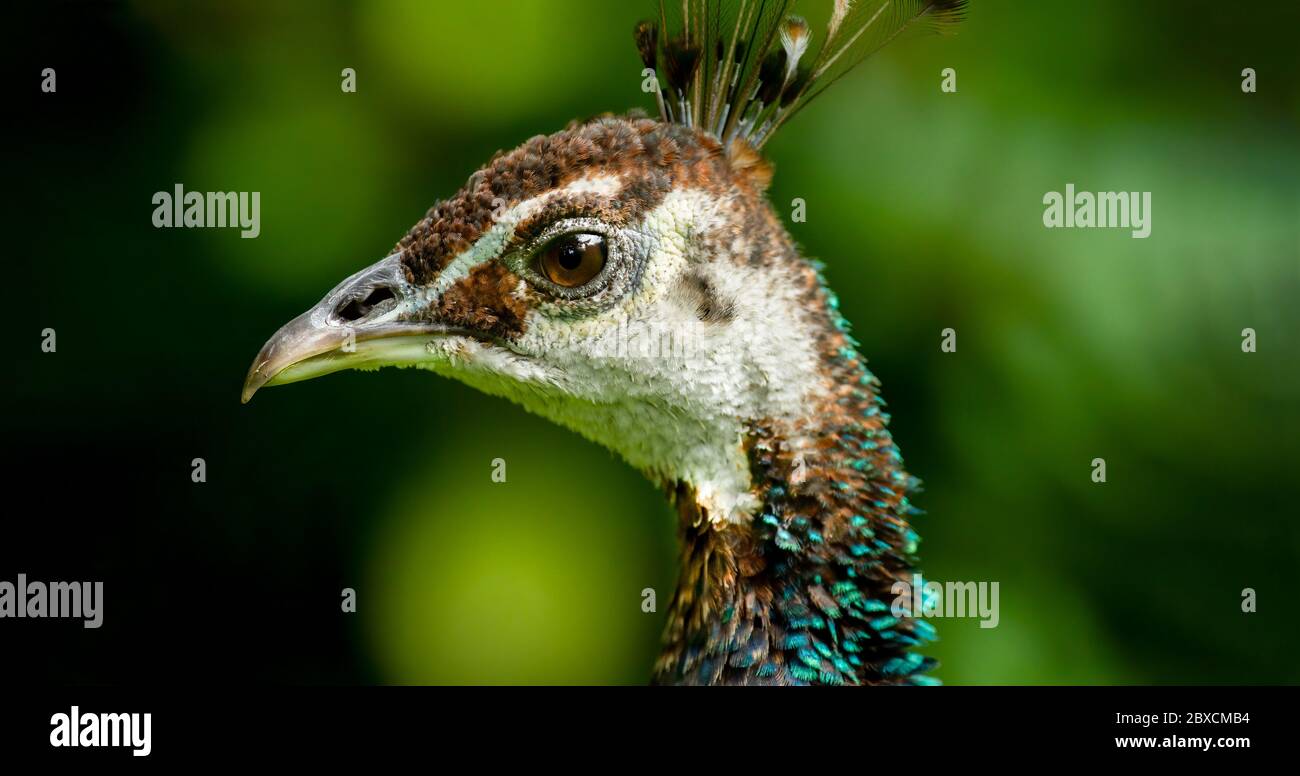 Un Chiudioone di un bellissimo uccello femminile Foto Stock
