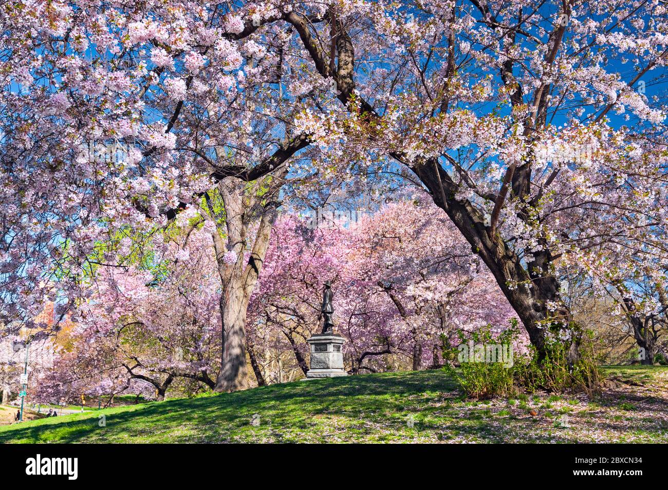 Central Park New York Spring Cherry Trees Springtime Foto Stock