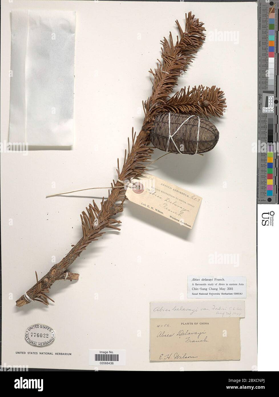 Aby delavayi Abies delavayi. Foto Stock