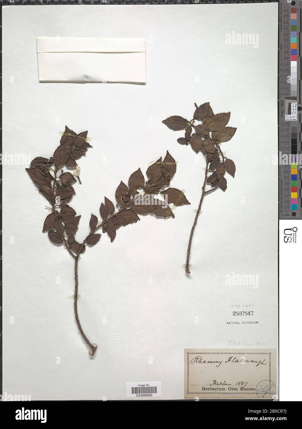 Rhamnus alaternus Rhamnus alaternus. Foto Stock