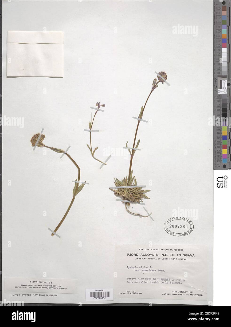 Lychnis alpina L Lychnis alpina L. Foto Stock