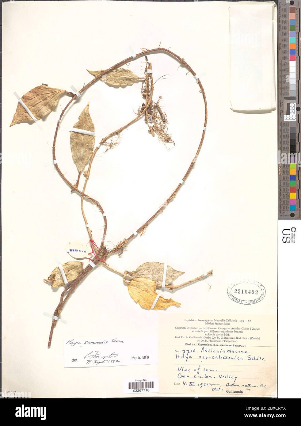 Hoya samoensis sembrano Hoya samoensis. Foto Stock