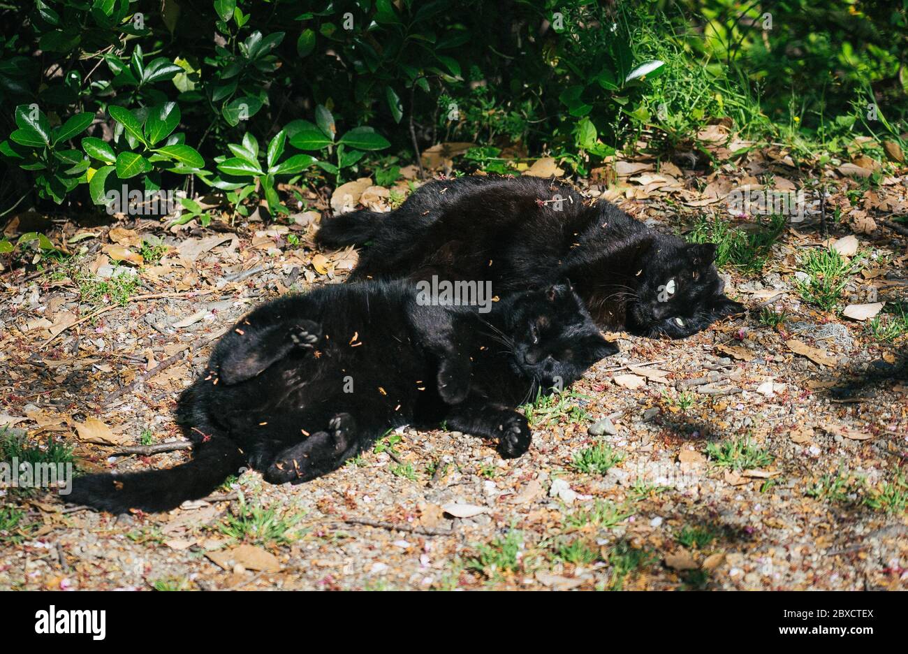 Gatto feriale fuori in Giappone Foto Stock