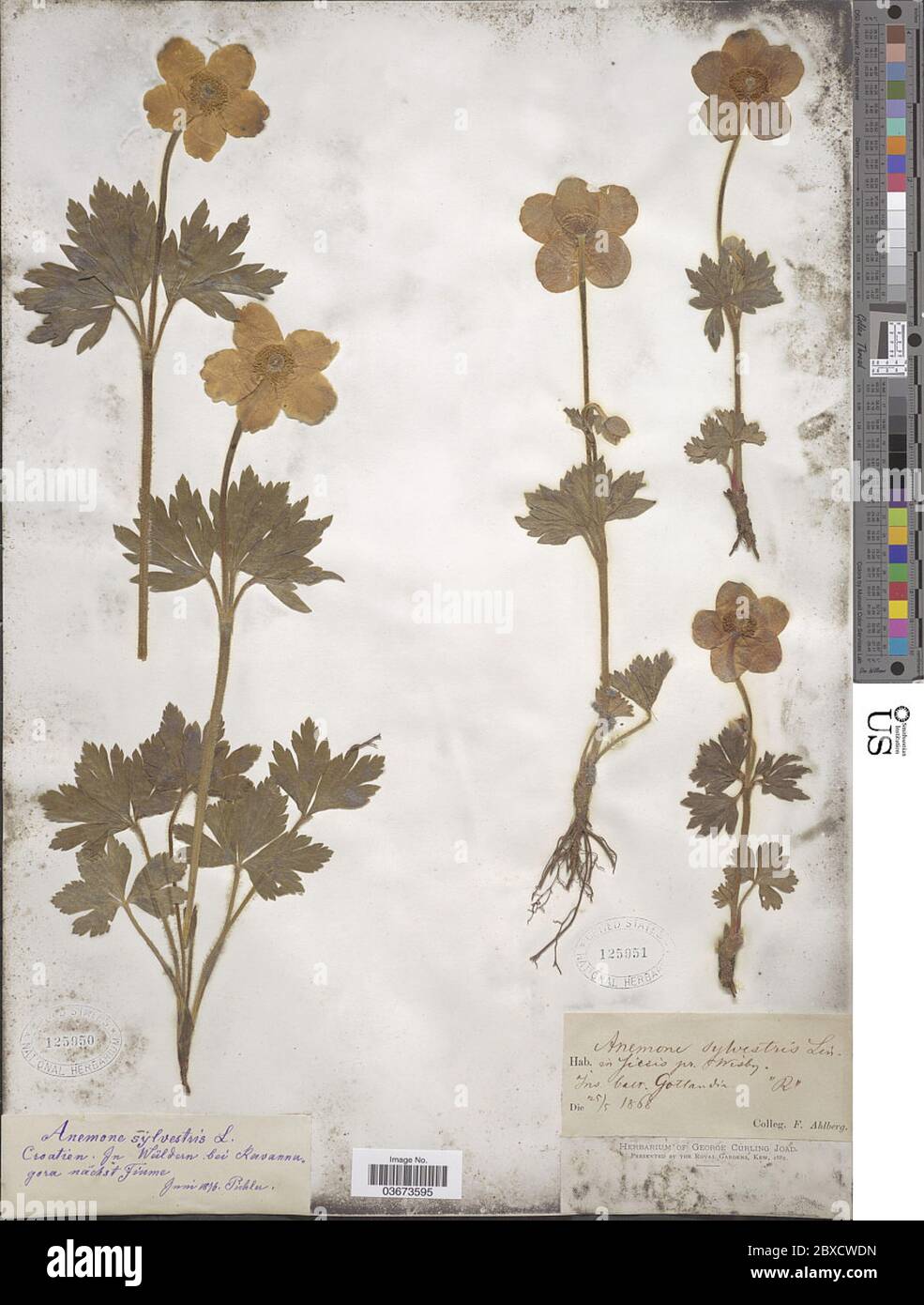 Anemone sylvestris L Anemone sylvestris L. Foto Stock