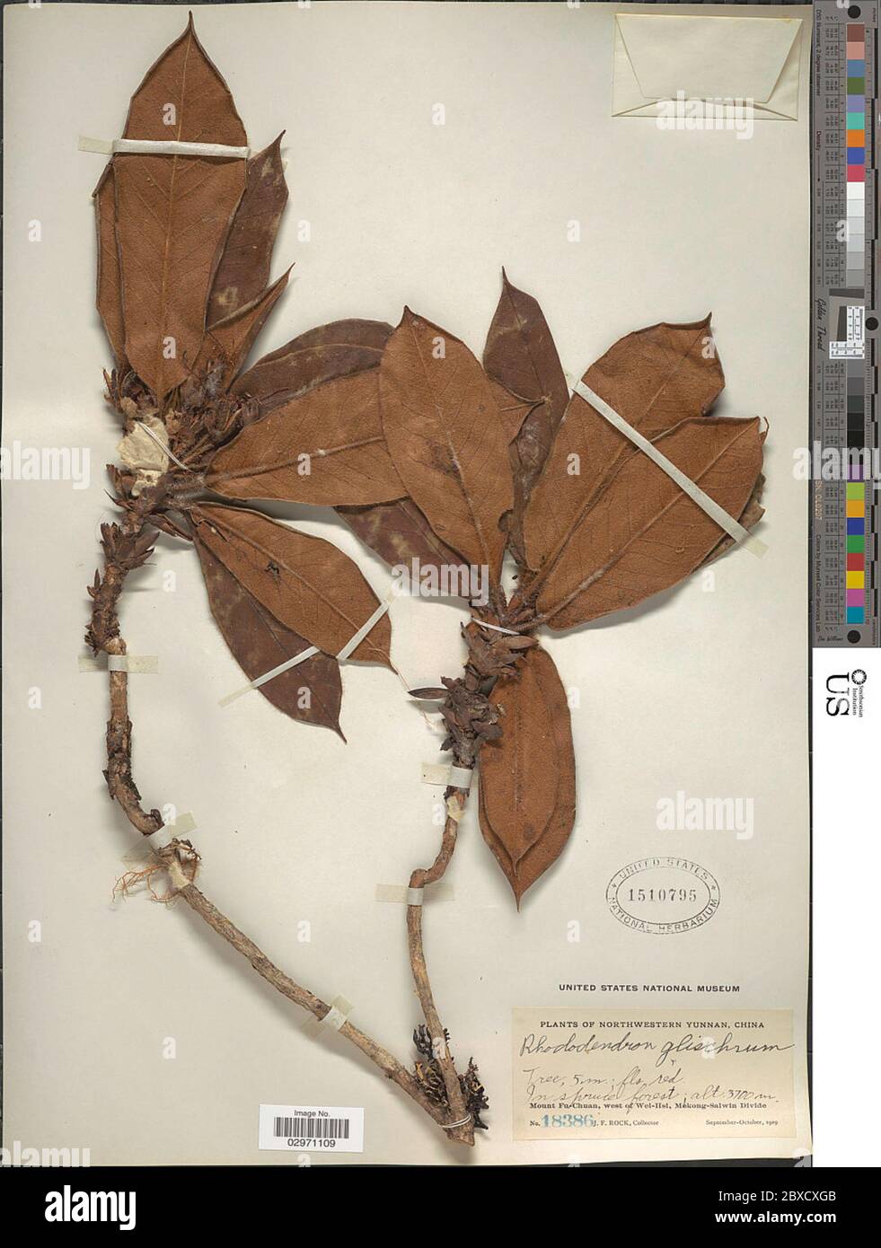 Rhodendron Glischrum BALF f WW SM Rhododendron Glischrum BALF f WW SM. Foto Stock