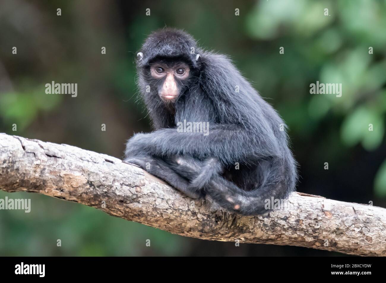 La scimmia peruviana Spider (Ateles camek) si trova su un ramo che sovrasta il fiume Amazon Foto Stock