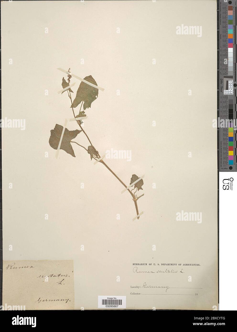 Rumex scutatus Rumex scutatus. Foto Stock