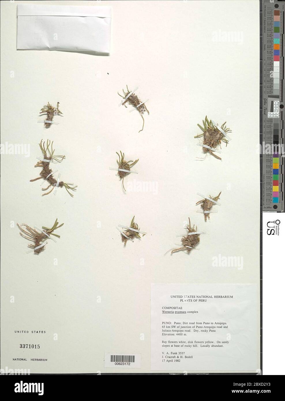 Werneria pygmaea complesso Werneria pygmaea complesso. Foto Stock
