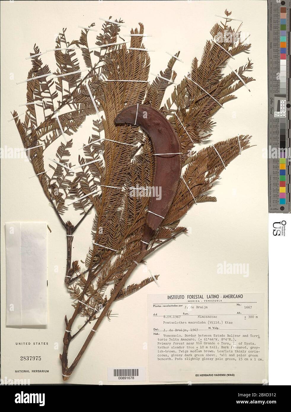 Pentaclethra macroloba Willd Kuntze Pentaclethra macroloba Willd Kuntze. Foto Stock
