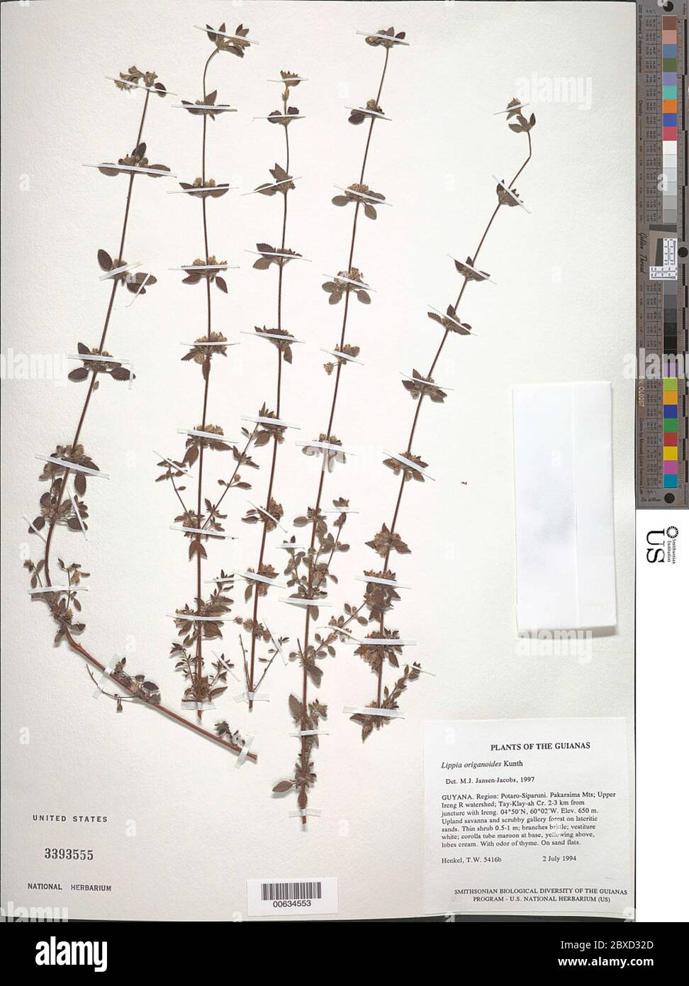 Lippia origanoides Kunth Lippia origanoides Kunth. Foto Stock