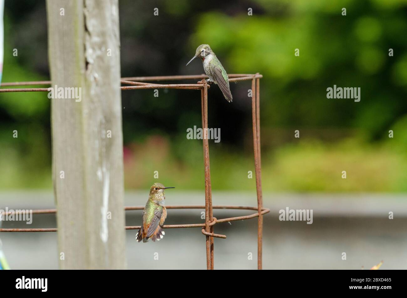 Un colibrì rufous, in basso, e un colibrì di Anna, in alto, si trovano su una gabbia di piante a Redmond, Washington. Gli uccelli sono molto territoriali Foto Stock