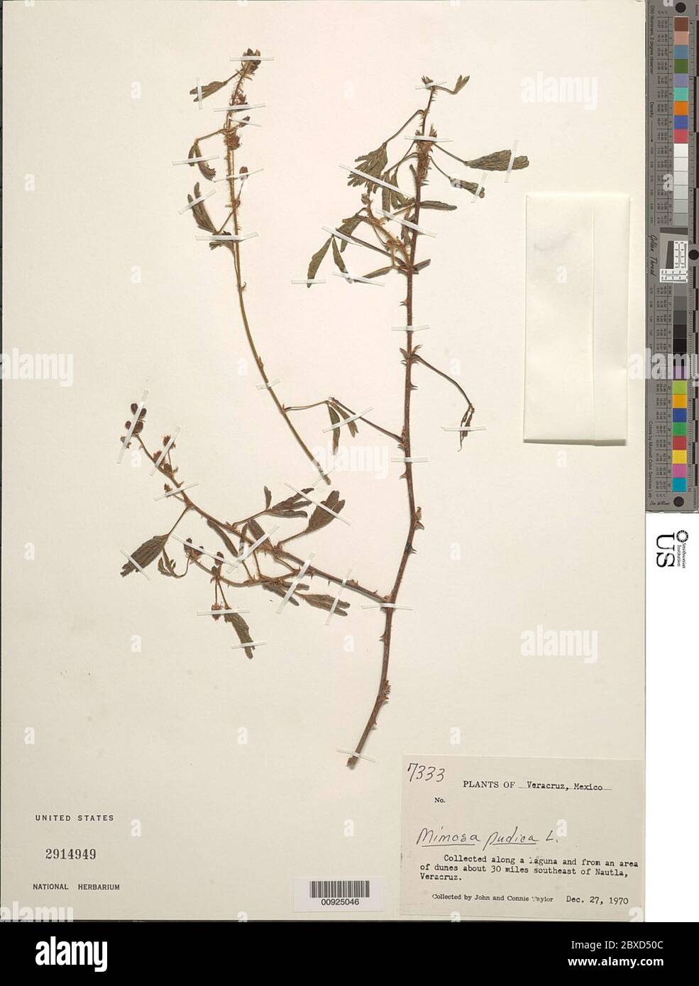 Mimosa pudica L Mimosa pudica L. Foto Stock