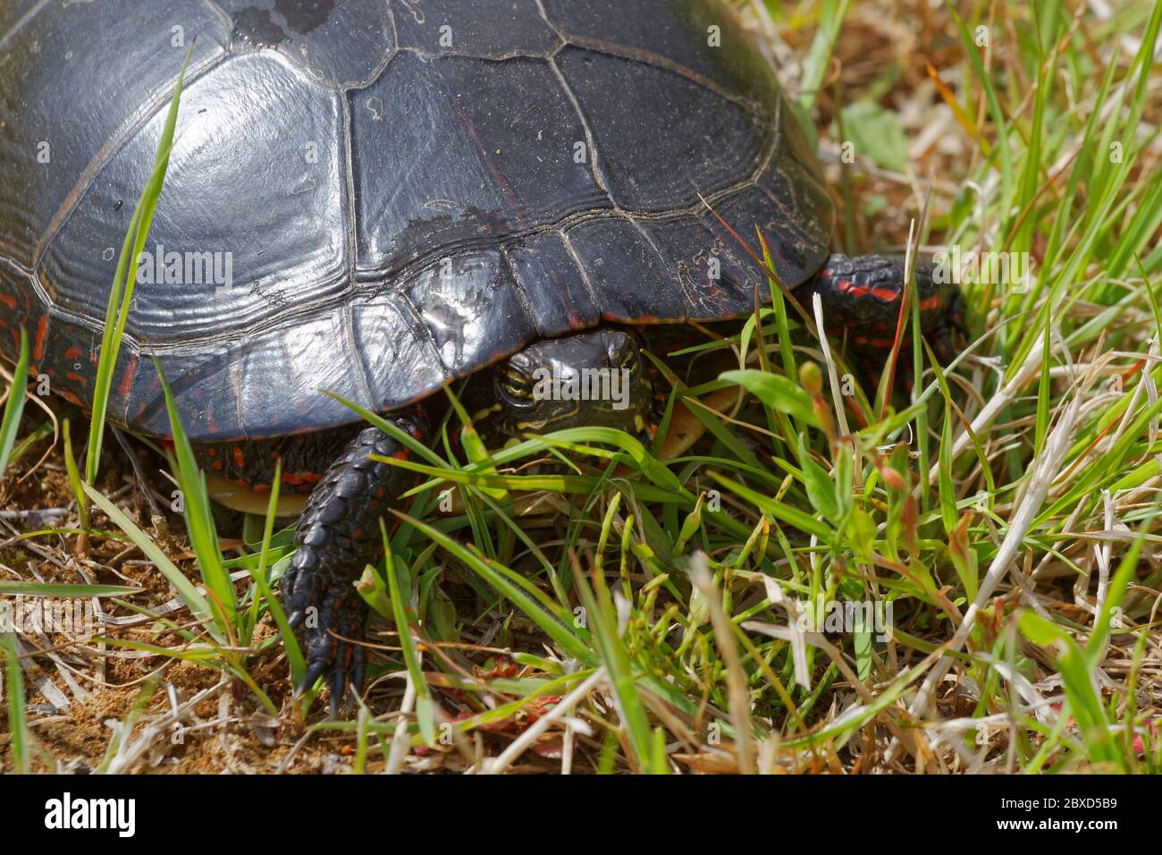 Una tartaruga dipinta in un campo, Quebec, Canada Foto Stock