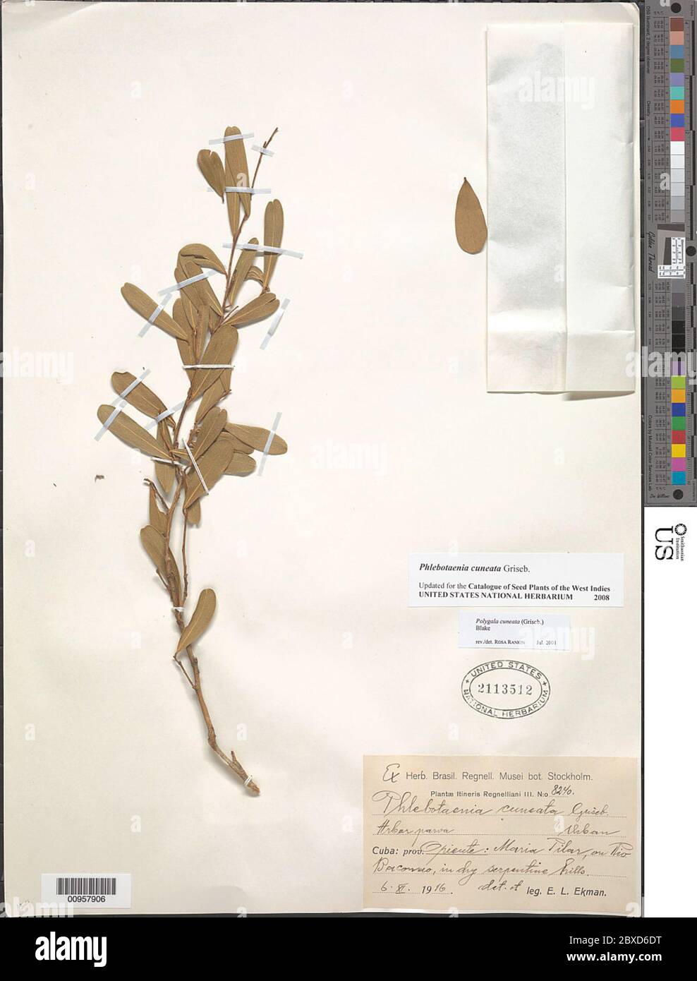 Flebotaenia cuneata Griseb Phlebotaenia cuneata Griseb. Foto Stock