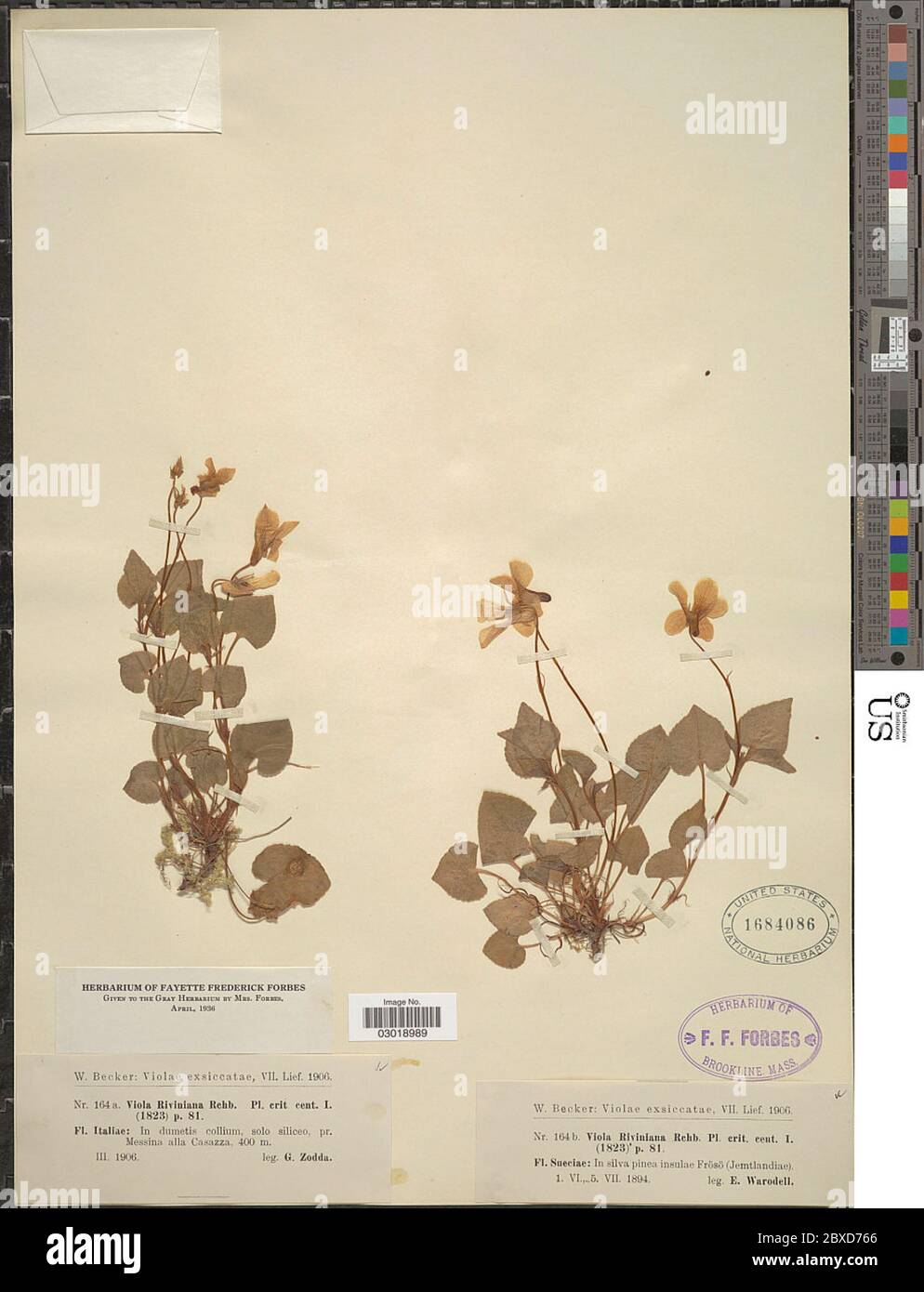 Viola riviniana Rchb Viola riviniana Rchb. Foto Stock