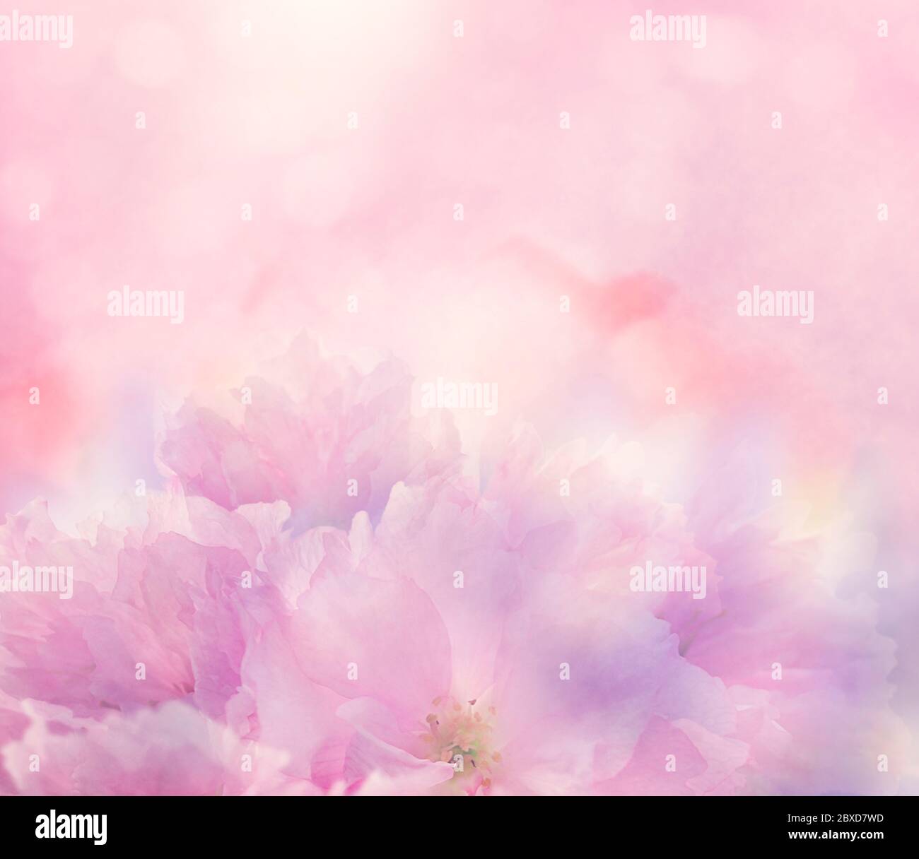 Astratto sfondo floreale con fiori rosa, fuoco morbido Foto Stock