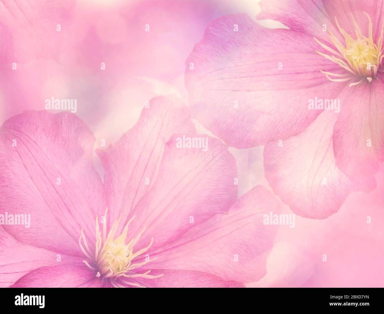 Fiori rosa Clematis da vicino per sfondo Foto Stock