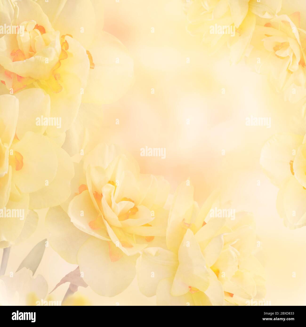 Giallo Daffodil Narcissus Fiori Abstract sfondo Foto Stock