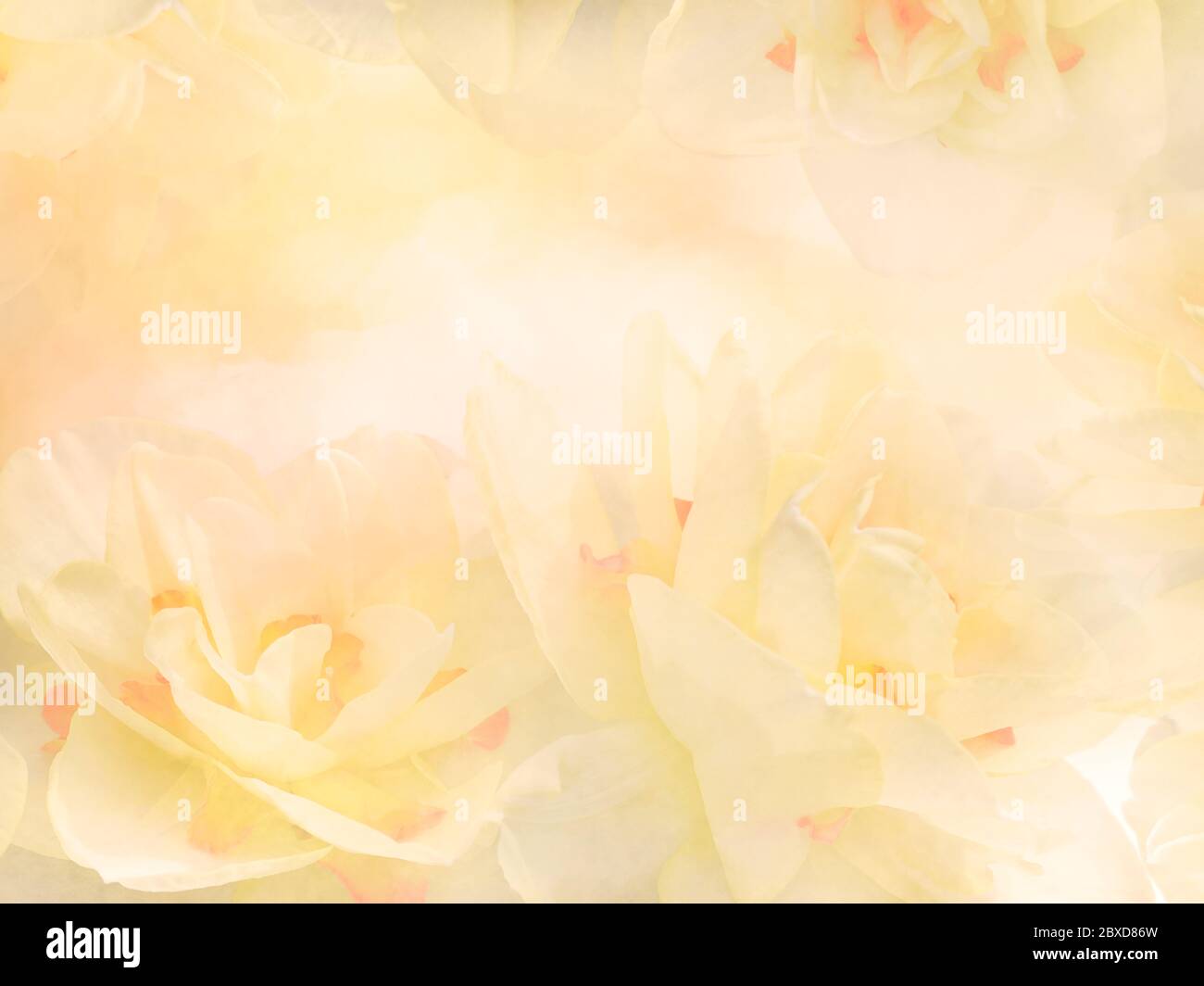 Giallo Daffodil Narcissus Fiori Abstract sfondo Foto Stock