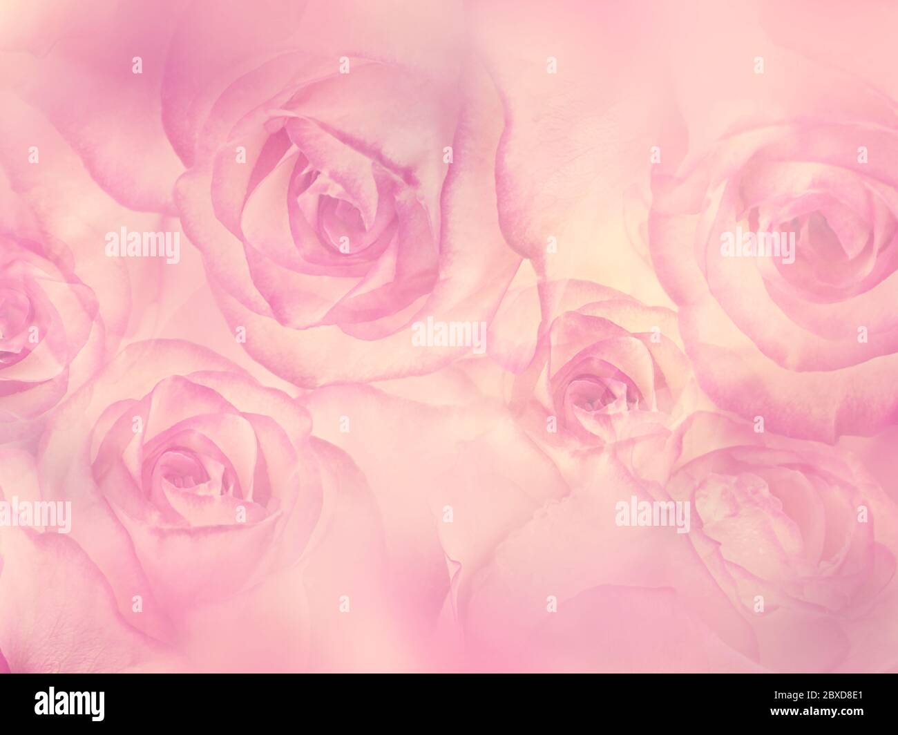 Astratto sfondo floreale con fiori rosa rosa, fuoco morbido Foto Stock