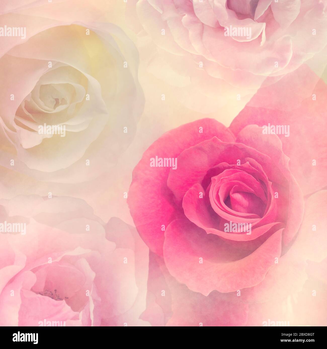 Astratto sfondo floreale con fiori di rosa, fuoco morbido Foto Stock