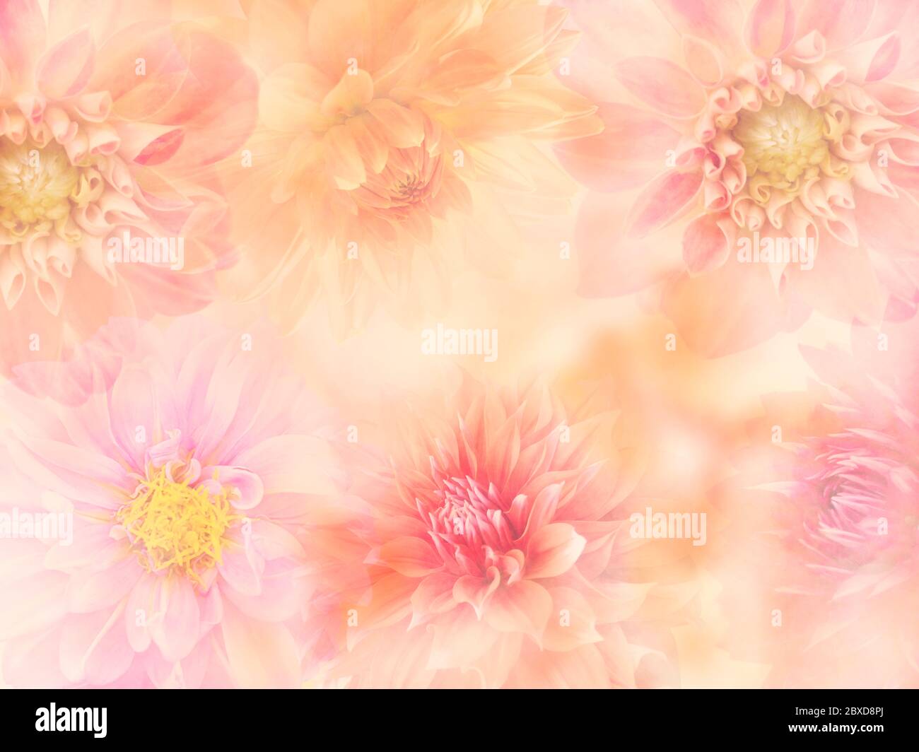 Fiori colorati Dahlia per sfondo, messa a fuoco morbida Foto Stock