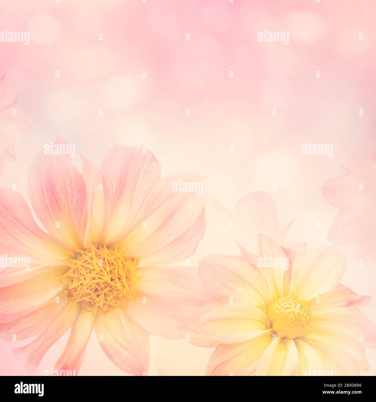 Fiori colorati Dahlia per sfondo, messa a fuoco morbida Foto Stock