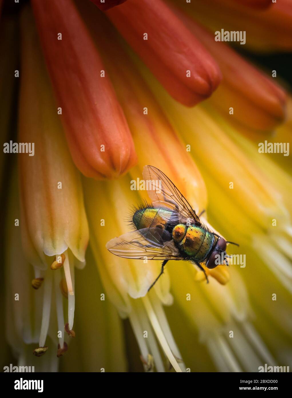 Iridescente volo contempla la sua prossima mossa mentre si riposa su una pianta colorata Foto Stock