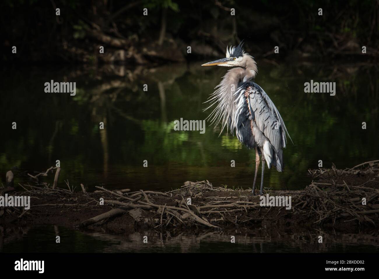 Grande Blue Heron in stato rovinato mentre si preda lungo un ruscello Foto Stock