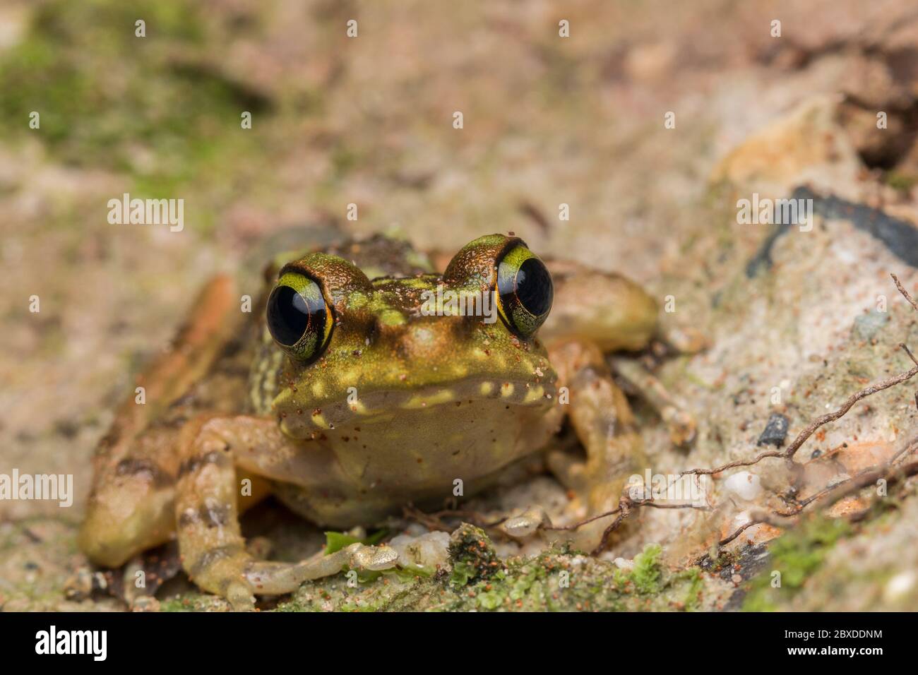 Bella rana di Borneo, Kinabalu Torrent Frog , Macro immagine di rana al Broneo. Foto Stock