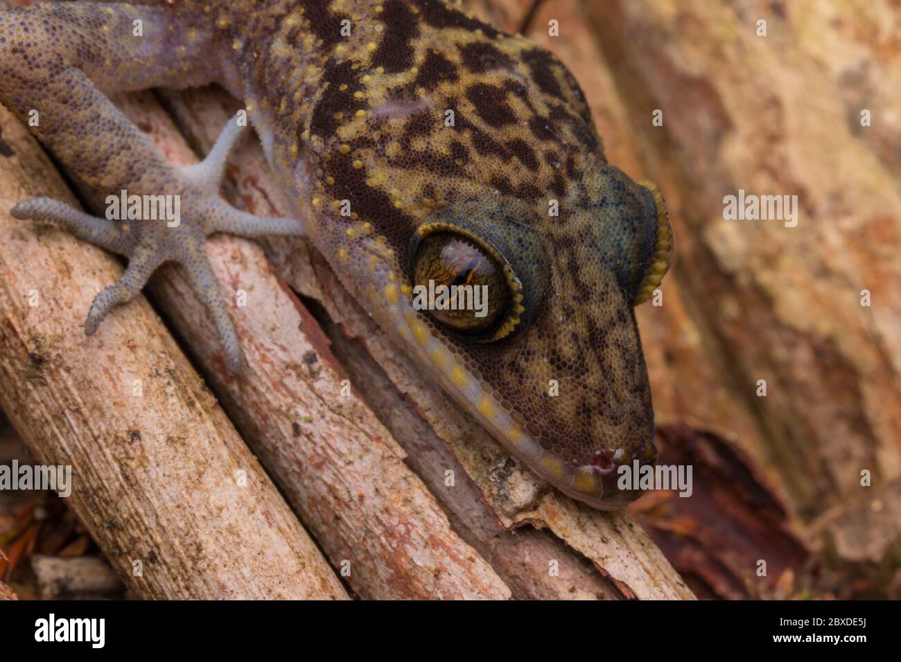 Immagine ravvicinata di Kinabalu Gecko (Cyrtodactylus baluensis) , Kundasang, Borneo. Foto Stock