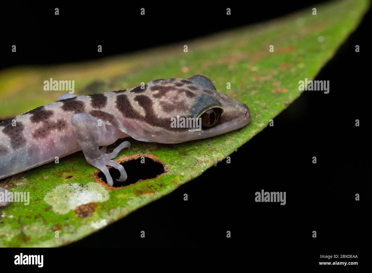 Immagine ravvicinata di Kinabalu Gecko (Cyrtodactylus baluensis) , Kundasang, Borneo. Foto Stock