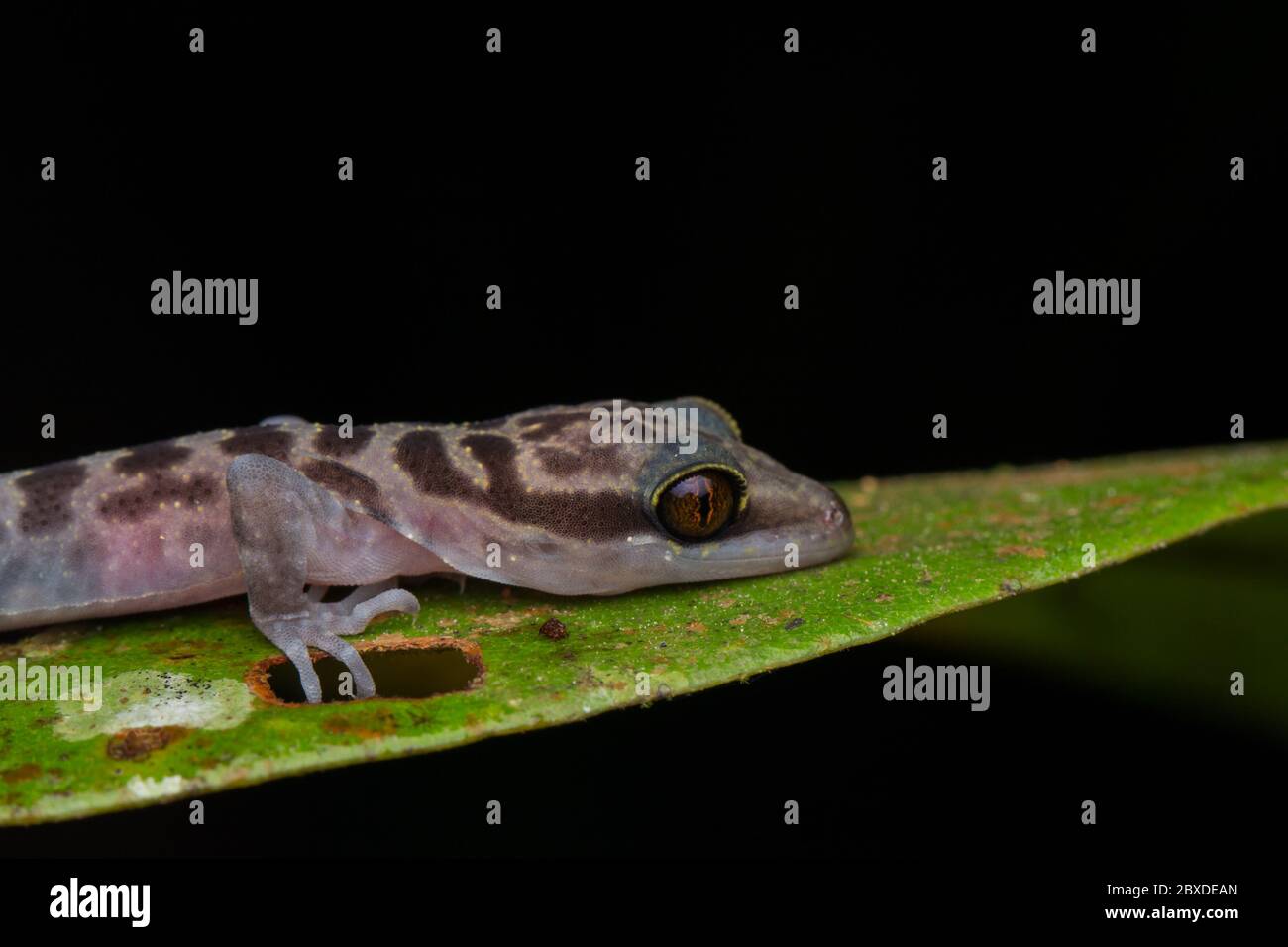 Immagine ravvicinata di Kinabalu Gecko (Cyrtodactylus baluensis) , Kundasang, Borneo. Foto Stock