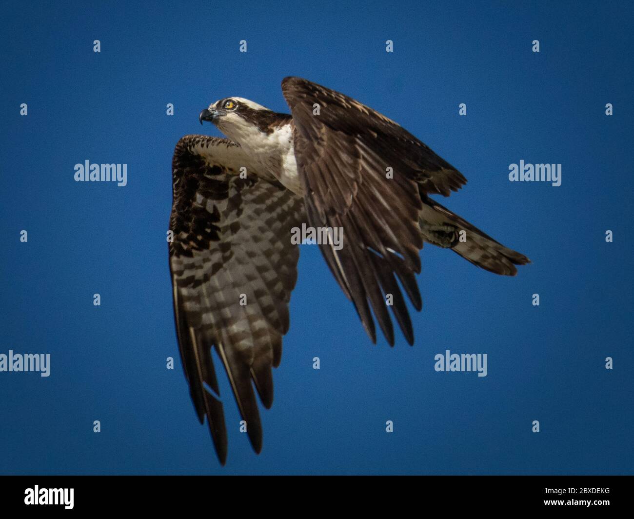 Un Osprey vola in testa alla ricerca del suo prossimo pasto contro un cielo blu puro Foto Stock