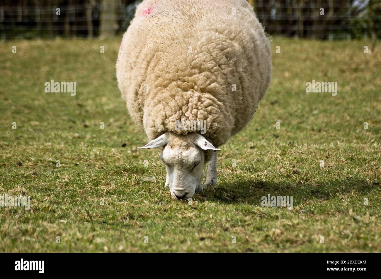 Un'erba solitaria di pascolo di pecora in un campo in Inghilterra. Foto Stock