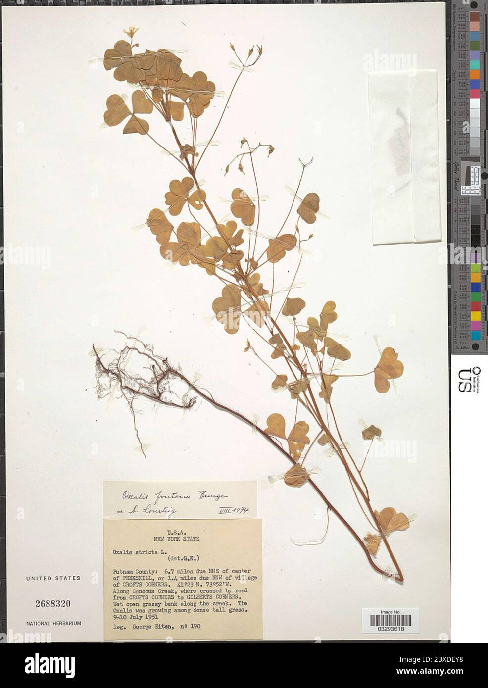 Oxalis fontana Bunge Oxalis fontana Bunge. Foto Stock