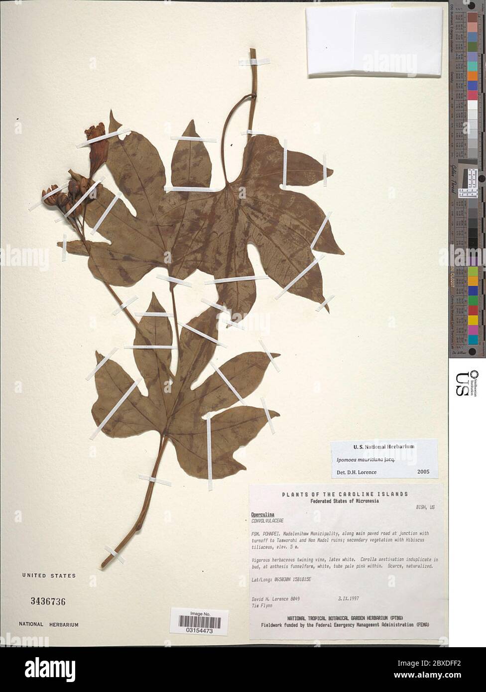 Ipomea mauritiana Jacq Ipomea mauritiana Jacq. Foto Stock