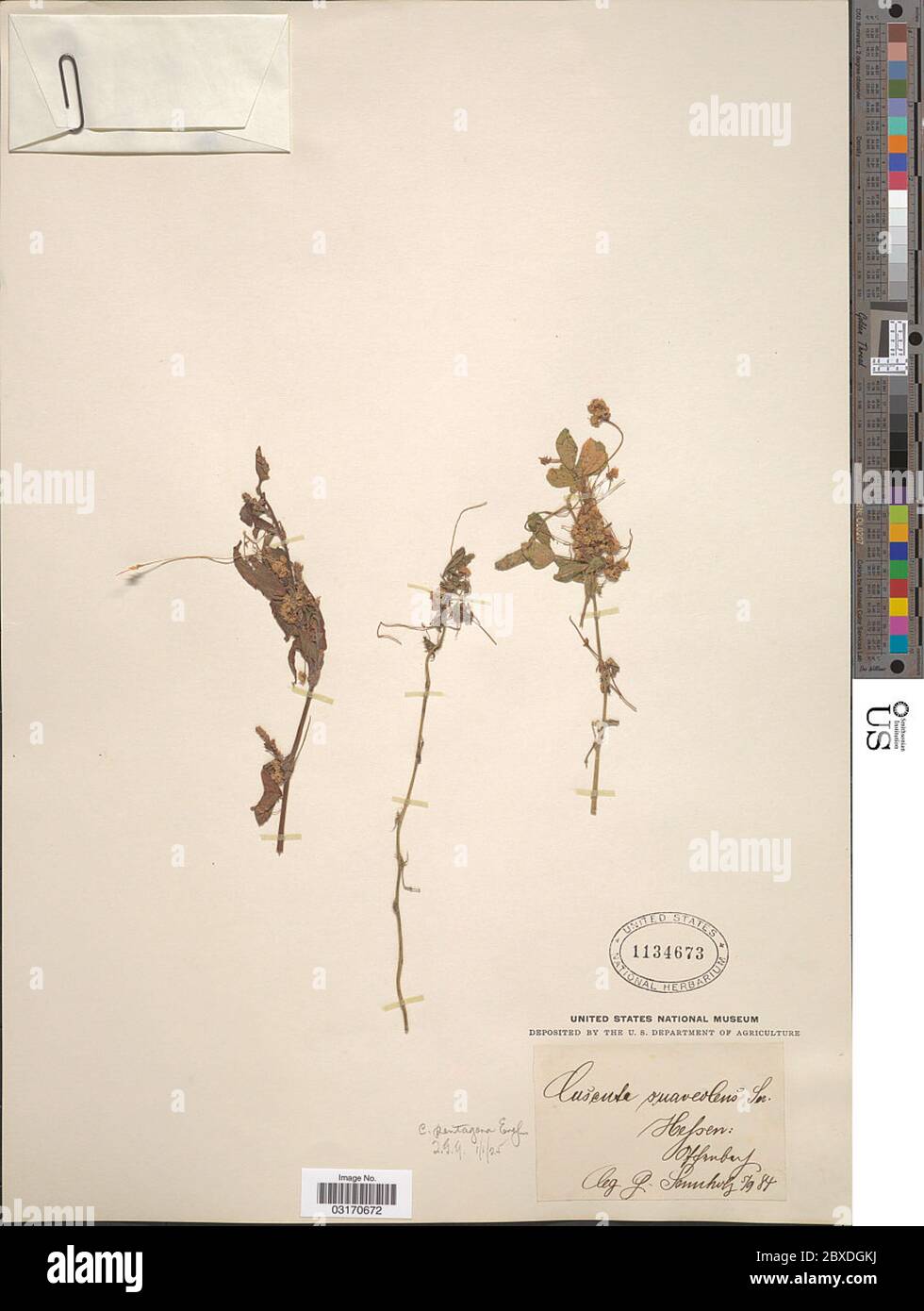 Cuscuta pentagona Engelm Cuscuta pentagona Engelm. Foto Stock