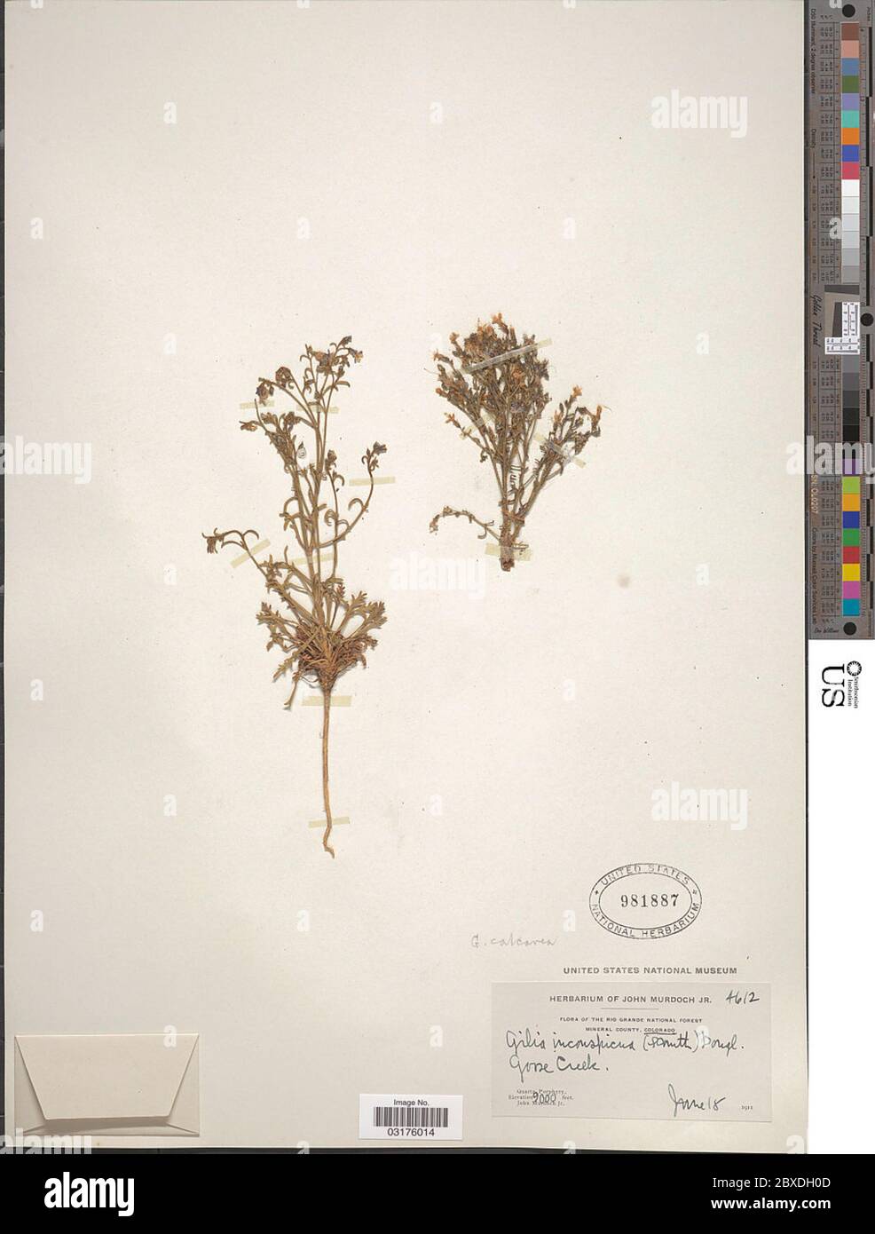 Gilia pinnatifida Nutt ex A Gilia grigio pinnatifida Nutt ex A Grigio. Foto Stock