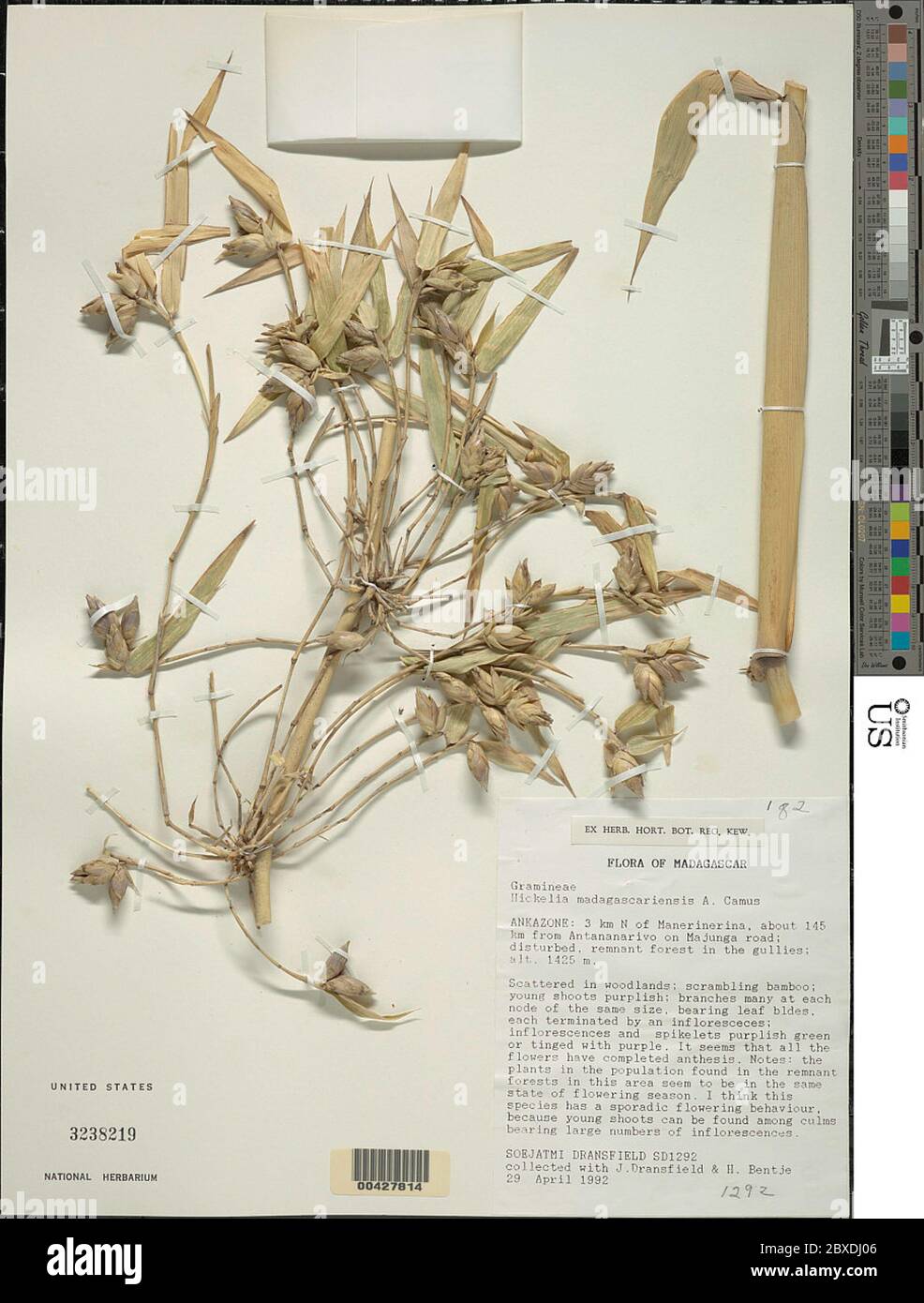 Hickelia madagascariensis A Camus Hickelia madagascariensis. Foto Stock