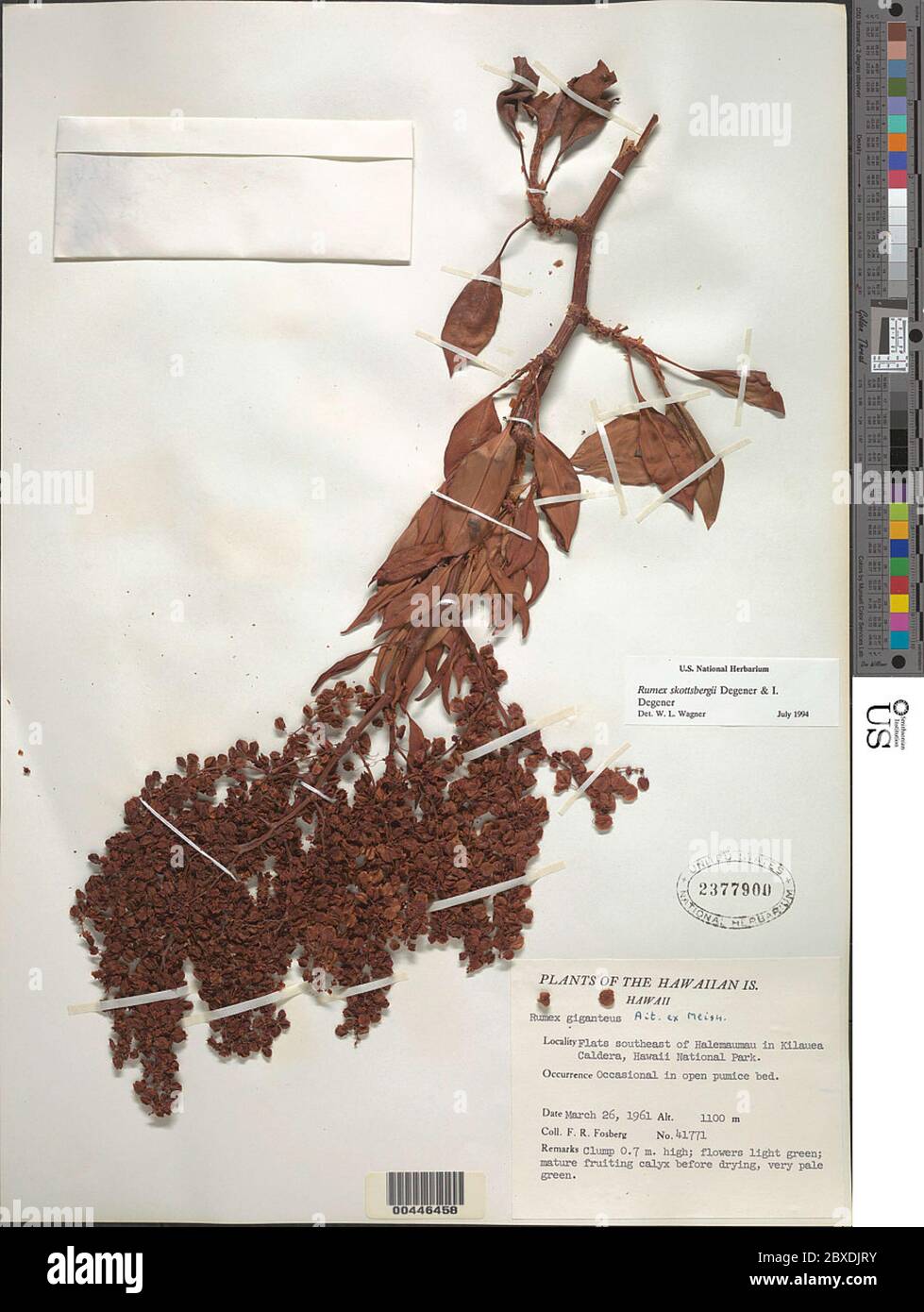 Rumex skottsbergii Rumex skottsbergii. Foto Stock