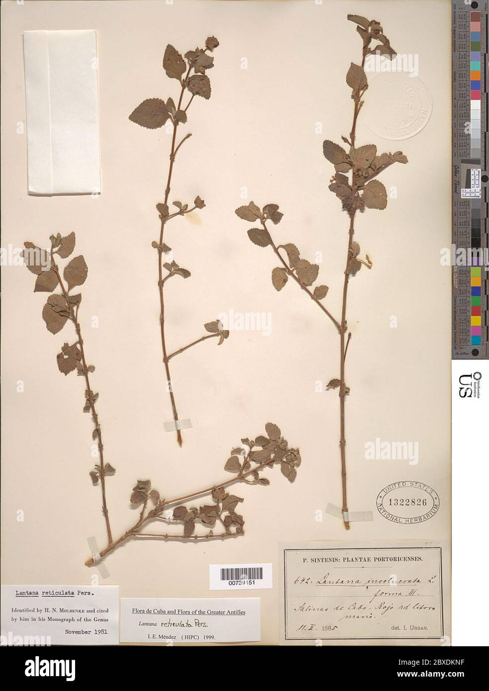 Lantana reticulata pers Lantana reticulata. Foto Stock