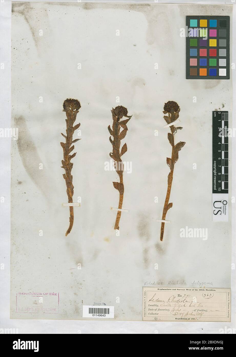 Rhodiola poligama Rydb Britton Rose Rhodiola poligama Rydb Britton Rose. Foto Stock