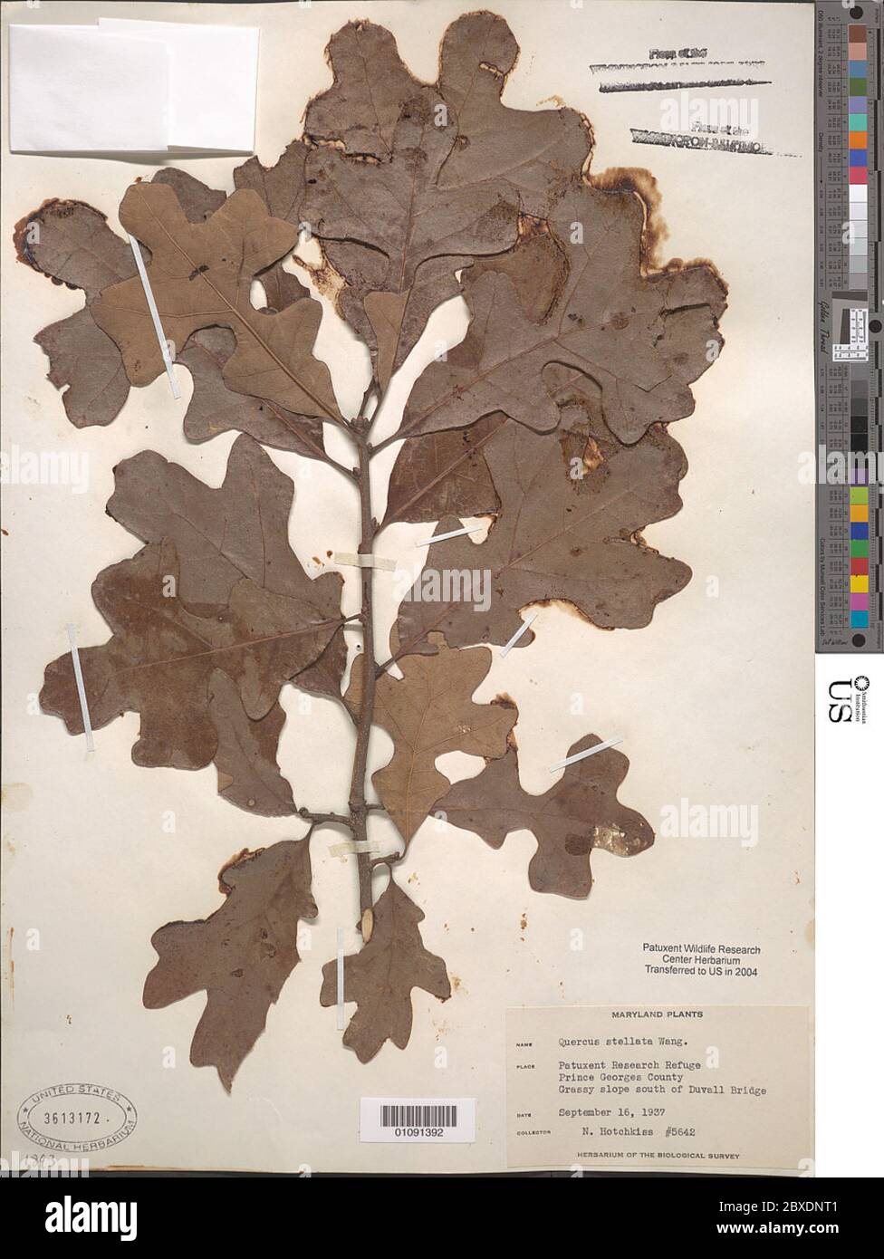 Quercus stellata Wangenh Quercus stellata Wangenh. Foto Stock