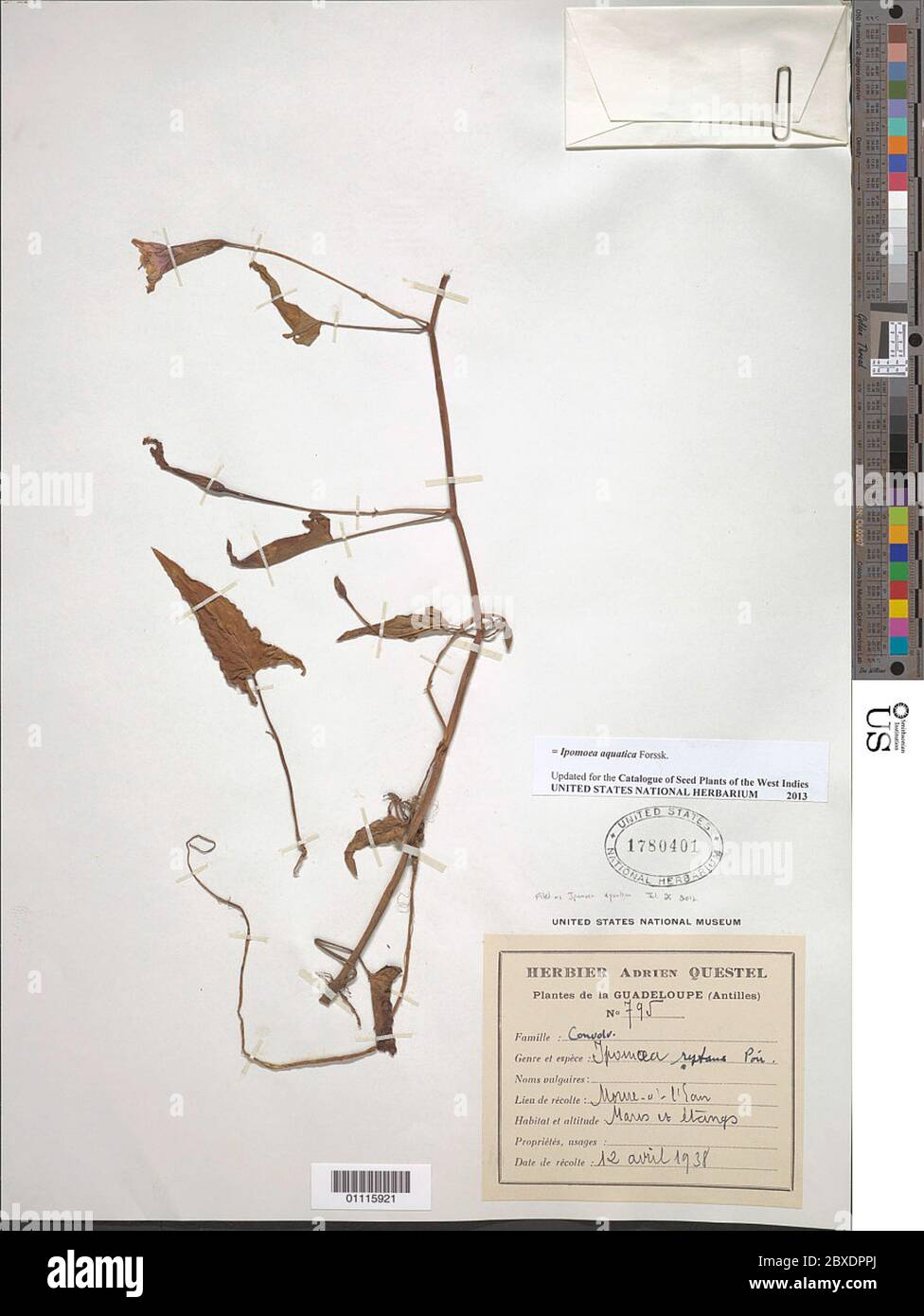 Ipomea aquatica Forssk Ipomea aquatica Forssk. Foto Stock