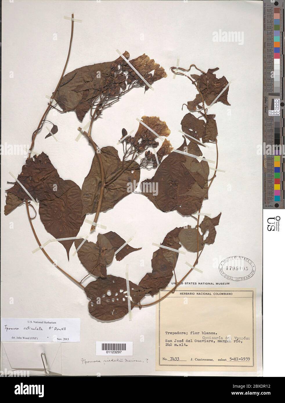 Ipomea reticulata ODonell Ipomea reticulata ODonell. Foto Stock