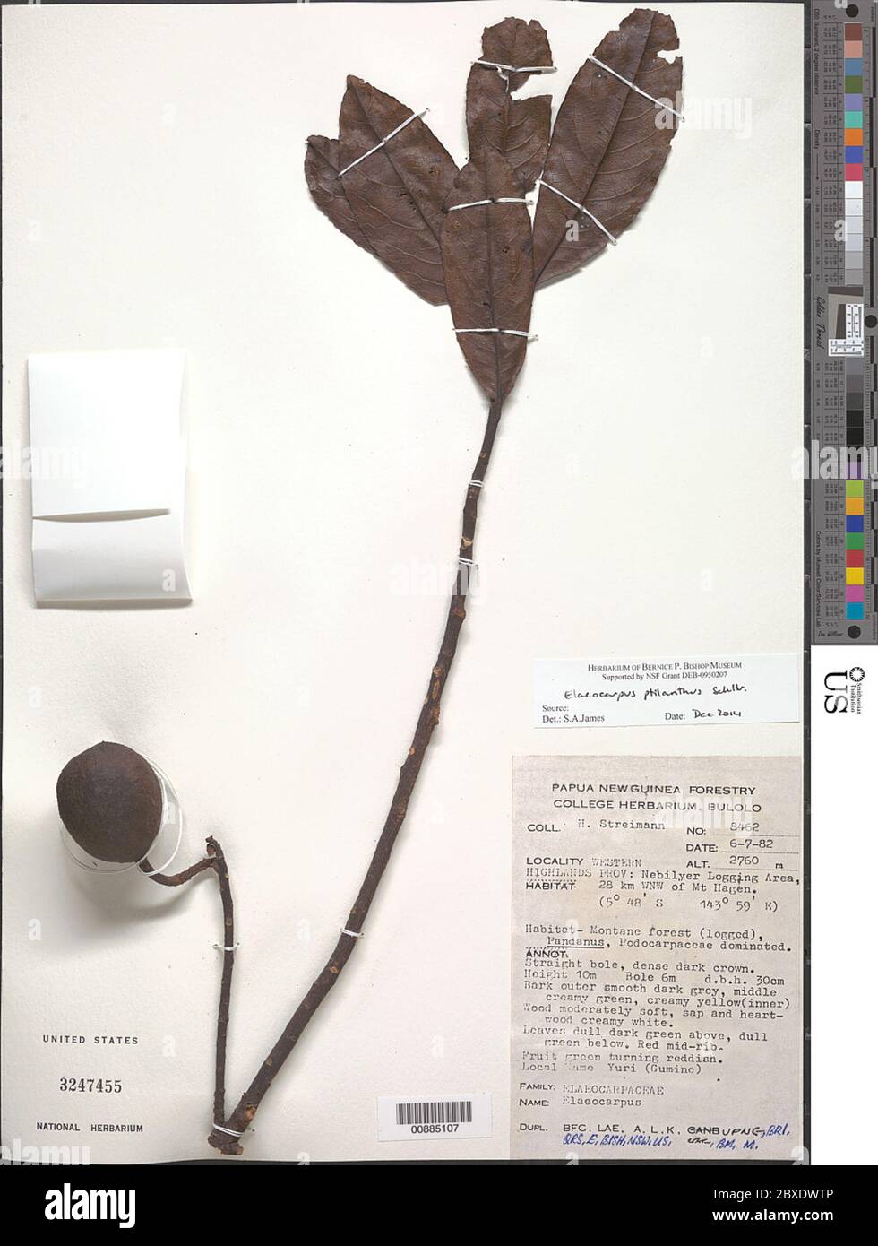 Indet sp indet sp. Foto Stock