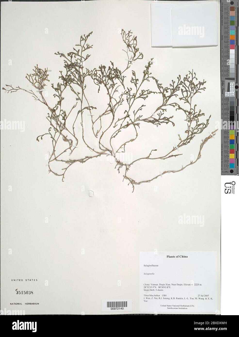 Selaginella sp Selaginella sp. Foto Stock