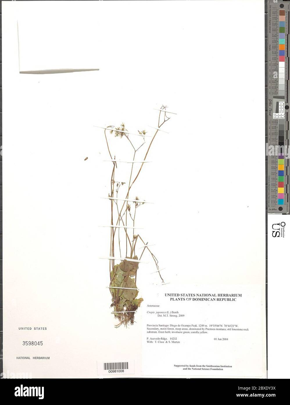Crepis japonica L Benth Crepis japonica L Benth. Foto Stock